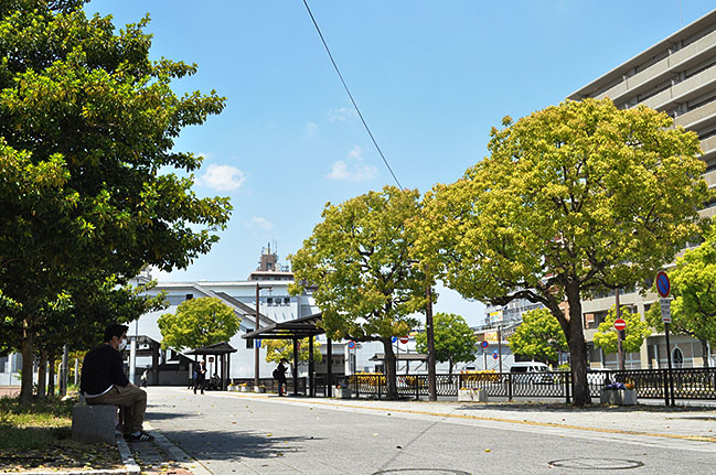 モデル地区のJR郡山駅東口前ロータリーの街路樹。右の樹木は常緑樹のクスノキとみられる＝2020年5月1日、大和郡山市高田町