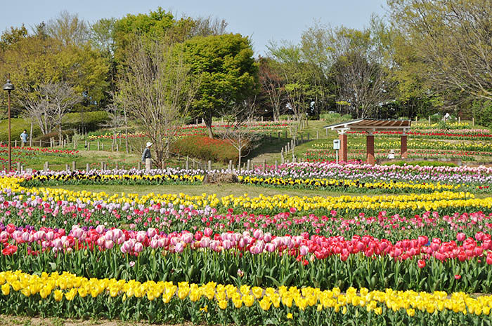 県が整備を進めるチューリップの花壇が広がる馬見丘陵公園＝2021年4月1日