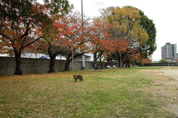 孟府ゆかりの散策コースかいわい＝2019年11月、大東市緑が丘の鍋田川堤防付近