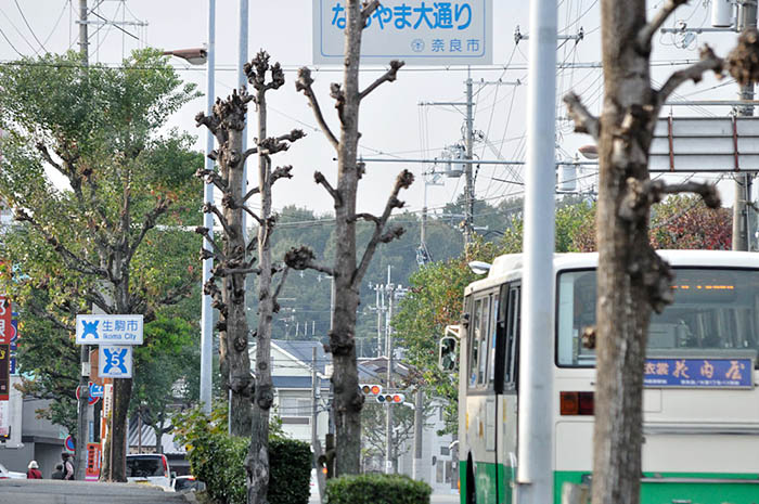 奈良市と生駒市の境界。街路樹の樹種やせん定の違いがよく分かる＝生駒市真弓南2丁目の付近