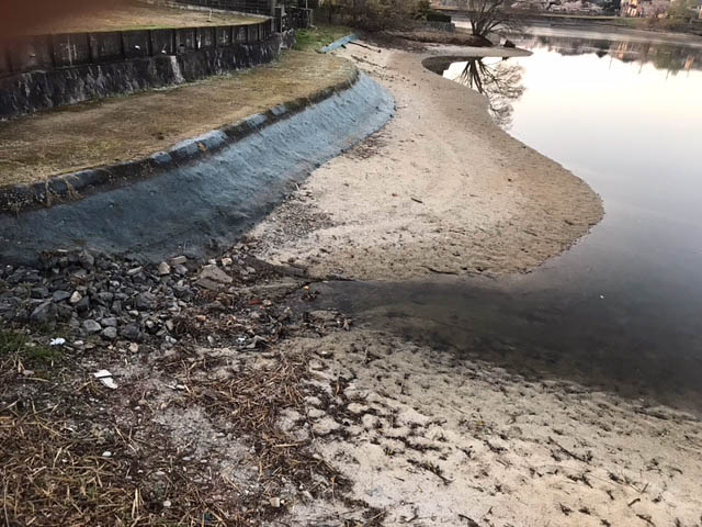 貯水量が減って埋め立てられた部分（左の一段低い棚状の所）の全体が現われた大渕池＝2022年4月5日、奈良市（住民提供）