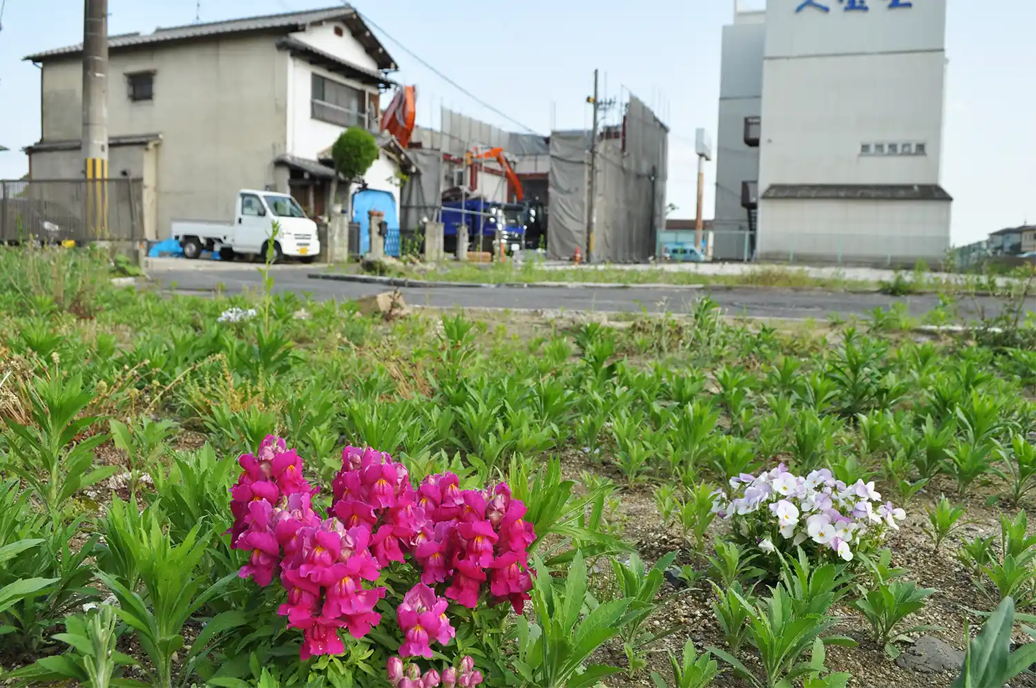 建物の撤去が進められていたころの歴史体験学習館予定地。主が去った住宅の跡地に花が咲いていた＝2022年4月、奈良市二条大路南3丁目