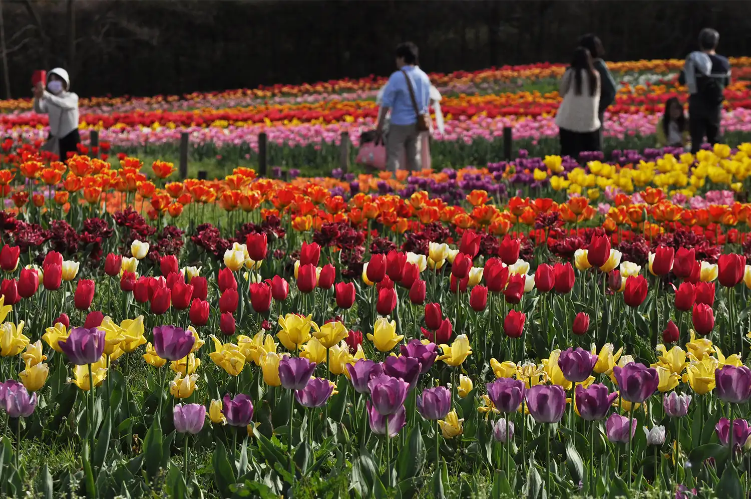 馬見チューリップフェアで花を楽しむ人たち＝2024年4月13日、奈良県営馬見丘陵公園