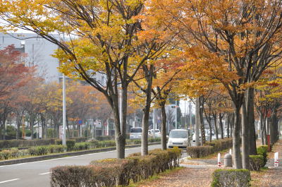 近鉄高の原駅前の大通りにあるケヤキ並木。自然な樹形が維持されていて、紅葉の季節には歩道は錦のトンネルになる＝2013年11月17日、京都府木津川市兜台1丁目