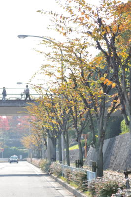 近鉄高の原駅前の大通り、奈良市側のケヤキ並木。昨年までは丸坊主にされていたが、今年から樹形回復に向けて枝をすく剪定に切り替えられた＝2013年11月16日、同市右京1丁目