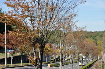 奈良精華線の京都府精華町側のケヤキ並木。伸び伸びとした自然な樹形になっている＝2013年11月14日、同町桜が丘4丁目付近