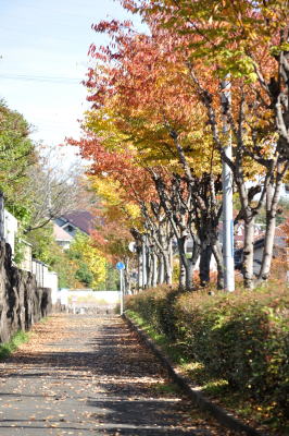 「登美いこいの道」のケヤキ並木の紅葉。歩道にはたくさんの落ち葉＝2013年11月14日、奈良市北登美ケ丘5丁目
