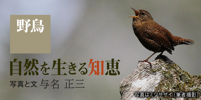 連載）野鳥～自然を生きる知恵／与名正三…記事一覧