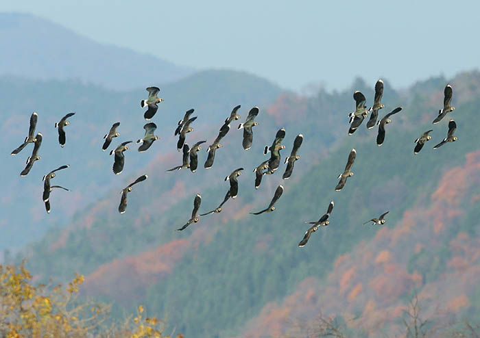 紅葉した山並みを飛翔するタゲリの群れ
