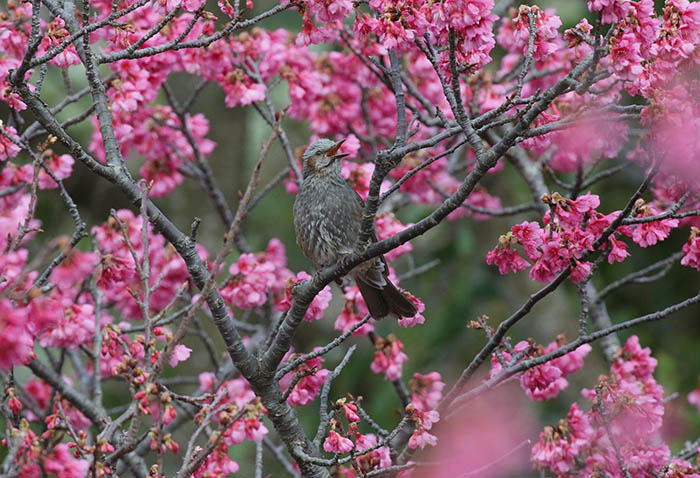寒緋桜の中枝に止まり、鳴き声を上げるヒヨドリ