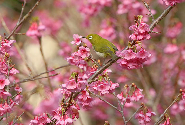 寒緋桜の横枝に止まり、花の蜜を吸おうとするメジロ