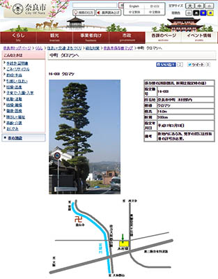 奈良市のホームページで紹介されていたクロマツ