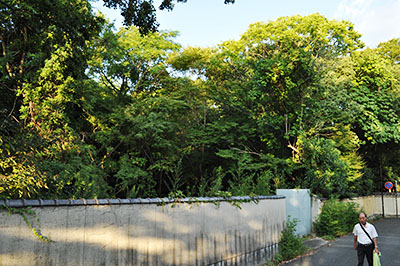 高畑町裁判所跡地の宿泊施設建設予定地（塀の左側）。現在は樹木が生い茂っている＝2017年11月8日、奈良市高畑町