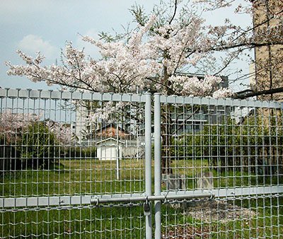 入り口が施錠されて利用者のいない下三条町東街区公園で満開となった桜＝2018年4月2日、奈良市下三条町