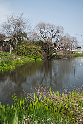 当時の面影をとどめていたころの郡山城外堀跡の高付上池。水辺の緑が野趣あふれる空間を作り出していた＝2010年3月22日、大和郡山市野垣内町