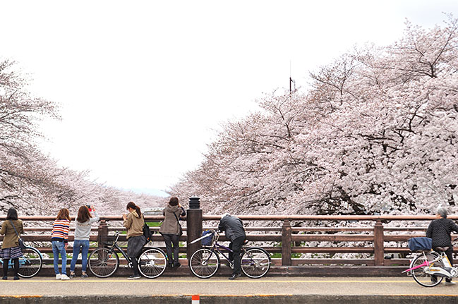 伐採前の大宮橋からの桜並木の迫力ある風景と眺めを楽しむ人たち＝2016年4月3日、奈良市