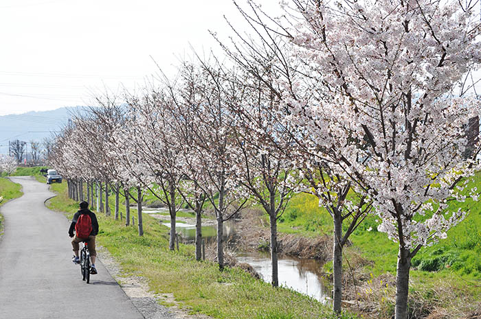 DMG森精機が菩提仙川に植樹した桜。下流側を望む＝同