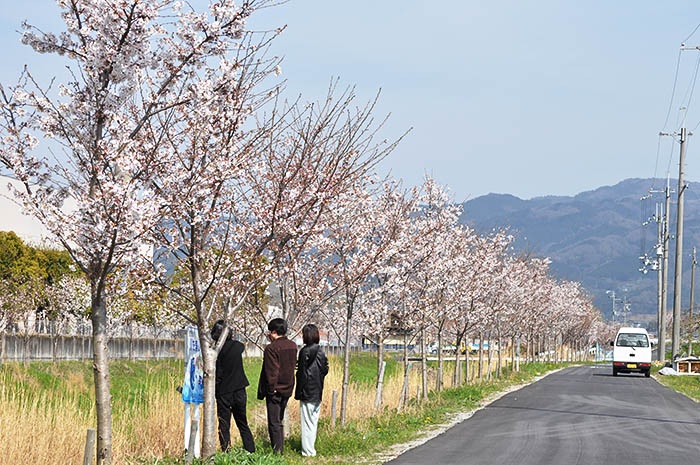 DMG森精機が菩提仙川に植樹した桜。上流側を望む＝2021年3月27日、大和郡山市