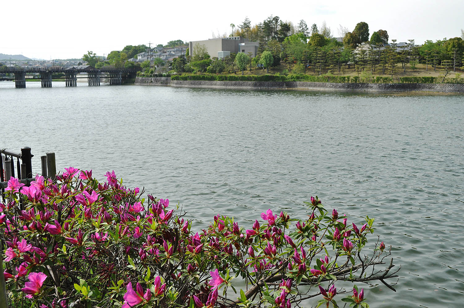 大渕池の眺め＝2023年4月21日、奈良市