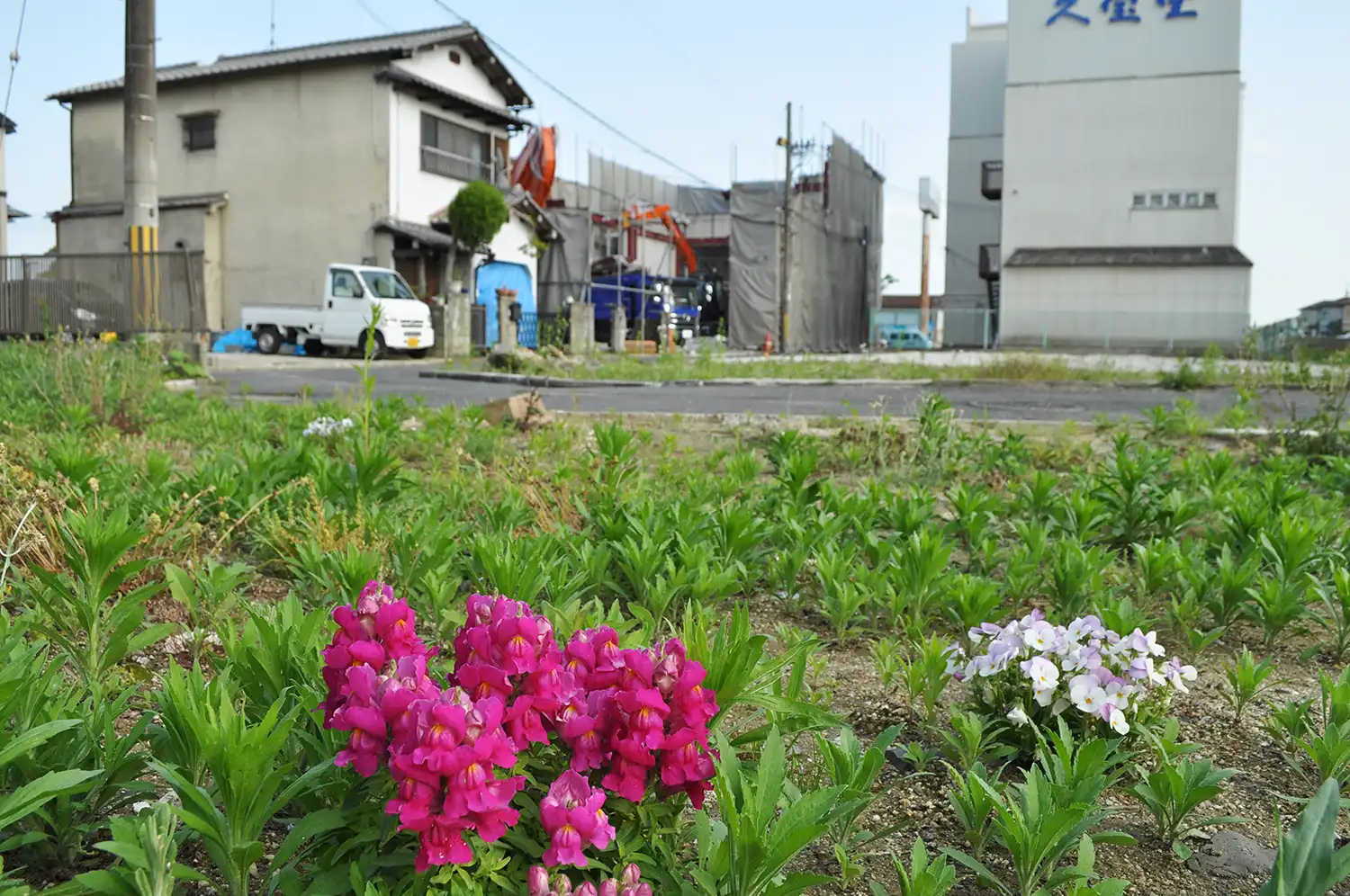 建物の撤去が進められていたころの歴史体験学習館予定地。住民が育てていたとみられる花が住宅跡地に咲いていた＝2022年4月、奈良市二条大路南3丁目、浅野善一撮影