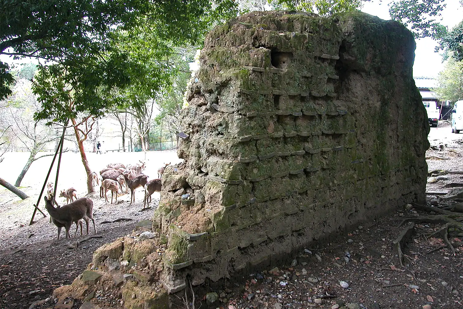 興福寺子院の廃絶前の姿がしのばれる朽ちた土塀＝2025年3月12日、奈良公園荒池園地、浅野詠子撮影