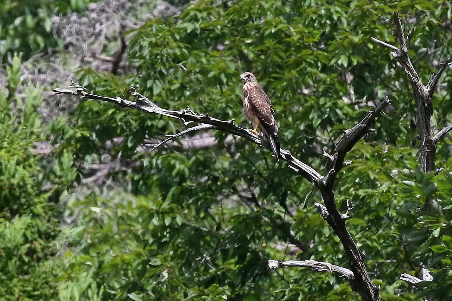 枯れ枝に止まるサシバの幼鳥＝2025年7月26日、奈良県山添村、与名正三さん撮影