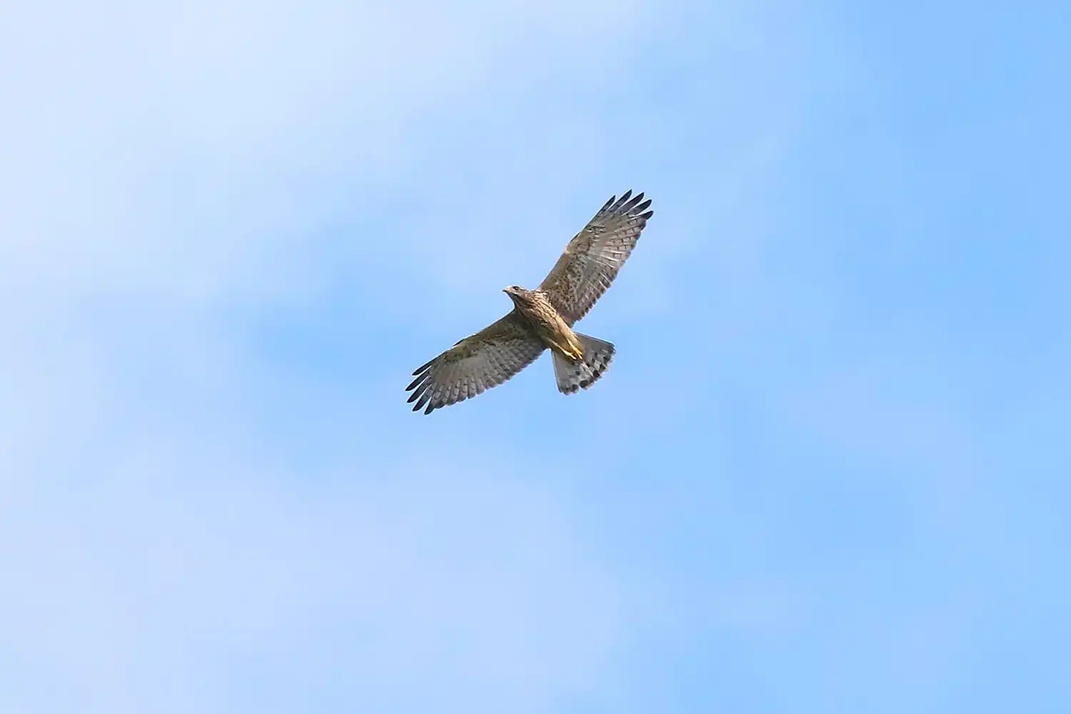空を飛ぶサシバの幼鳥＝2025年7月26日、奈良県山添村、与名正三さん撮影