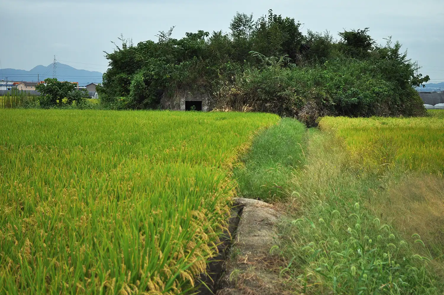 草木に覆われた柳本飛行場跡のもう1カ所の防空壕=2025年9月25日、奈良県天理市岸田町、浅野善一撮影