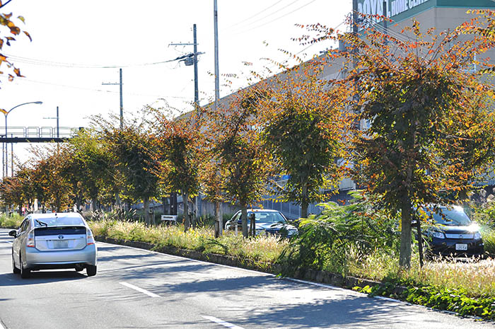 奈良精華線の奈良市側、剪定前のケヤキの並木。これまでの強い剪定によって背が低く、葉が密生してずんぐりしている＝2013年11月16日、同市押熊町付近