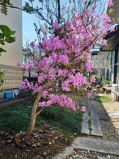筆者の家の庭に咲いたムラサキツツジ、高さ約1.4メートル（2022年4月9日撮影）