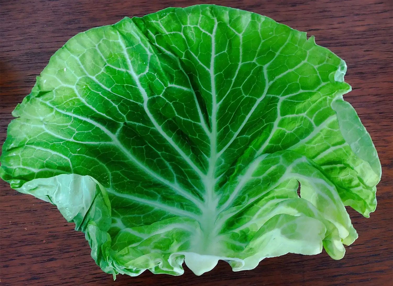 「キャベツの外葉（裏側）」。今年の1月、食材として購入。植物の「内に秘めた力」を感じて撮影